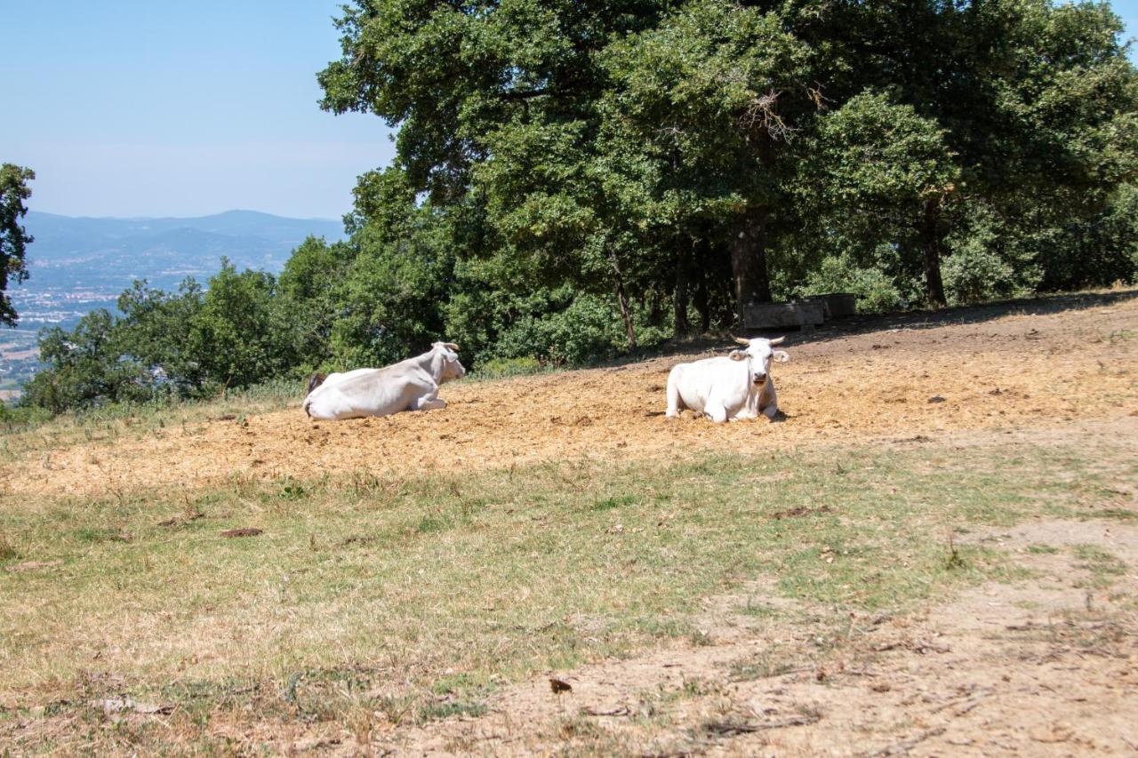 Agriturismo Con Piscina In Toscana, Tribbiano Arezzo Buitenkant foto